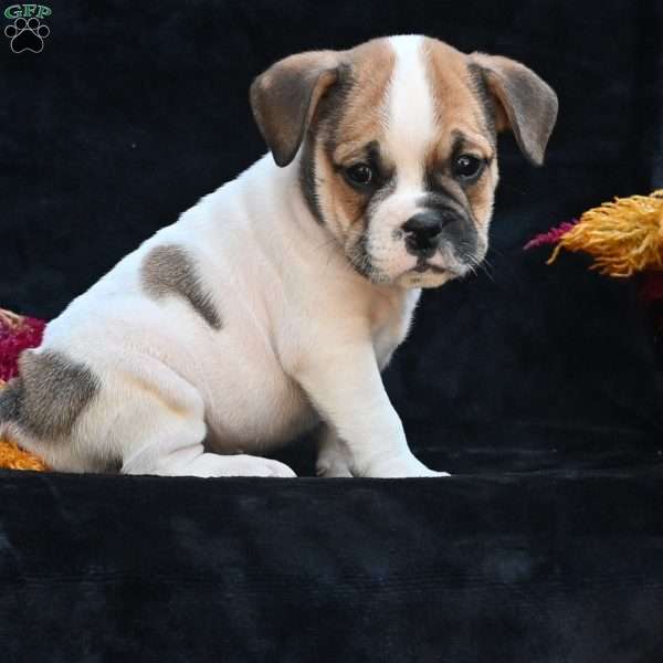 Jax, Miniature Bulldog Puppy